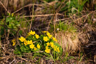 Sarı Marigold (Caltha palustris L.) Wisconsin 'de bahar mevsiminde bir bataklık ormanında.