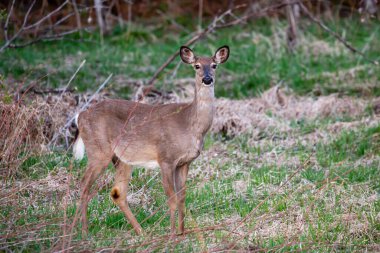 Beyaz kuyruklu geyik (Odocoileus virginianus) dişi, Mayıs ayında Wisconsin ormanında durur.