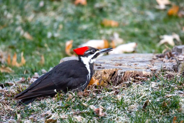 Kvinnlig Pileated Woodpecker Dryocopus Pileatus Med Bugg Munnen Plockade Hon — Stockfoto