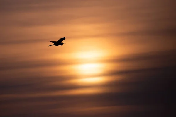 Velká Modrá Volavka Ardea Herodias Létající Pod Oranžovou Oblohou Dubnu — Stock fotografie