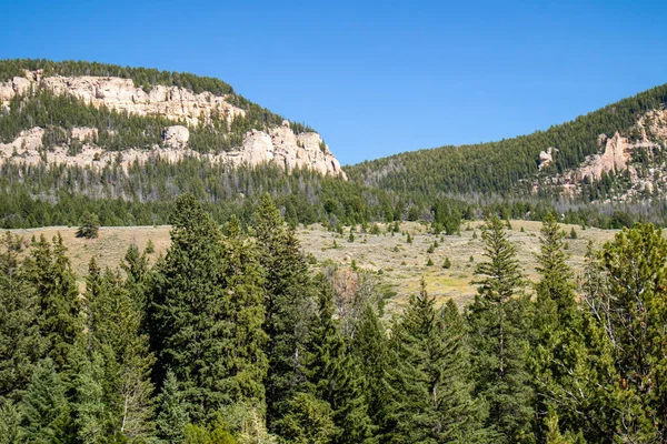Bighorn National Forrest Wyoming Limber Pine Pinus Flexilis Growing Rocky — Stock Photo, Image