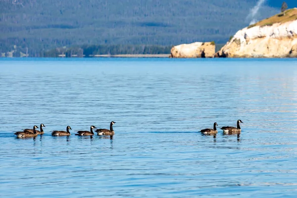 Vilda Gäss Branta Canadensis Yellowstone Sjön Simmar Rad Sommaren — Stockfoto