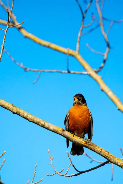 American Robin Turdus Migratorius Perching Branch Front Blue Sky April — Stock Photo, Image