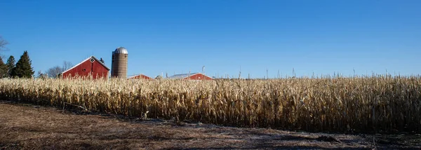 威斯康星州农场 由于2019年11月和12月的潮湿天气 玉米在2020年4月被留在田里 — 图库照片