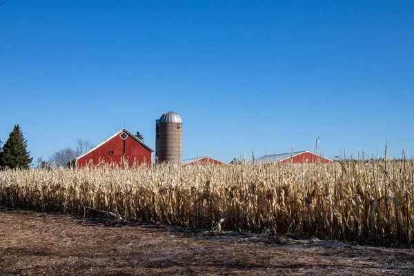 Wisconsin farm with corn left out in the field in April 2020 due to a wet November and December 2019