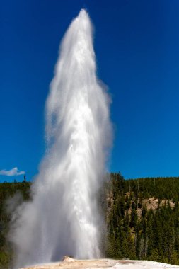 Yellowstone Park Wyoming 'de yazları mavi gökyüzü ile gökyüzüne vuran eski sadık gayzer.