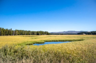 Çam ağaçları ve Wyoming 'de güneşli bir yaz gününde Yellowstone Ulusal Parkı' nda nehir akan bir bataklık.