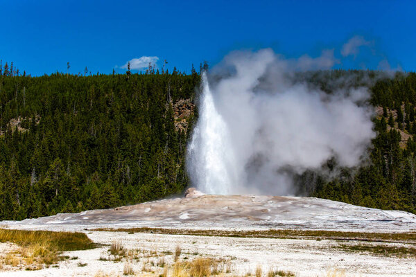 Old Faithful geyser just starting too shoot into the air at Yellowstone Park Wyoming in August