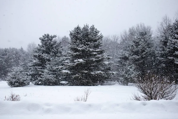 Fenyőfák Februári Hóviharban Wausauban Wisconsinban Óránként Hüvelyk Vízszintesen — Stock Fotó