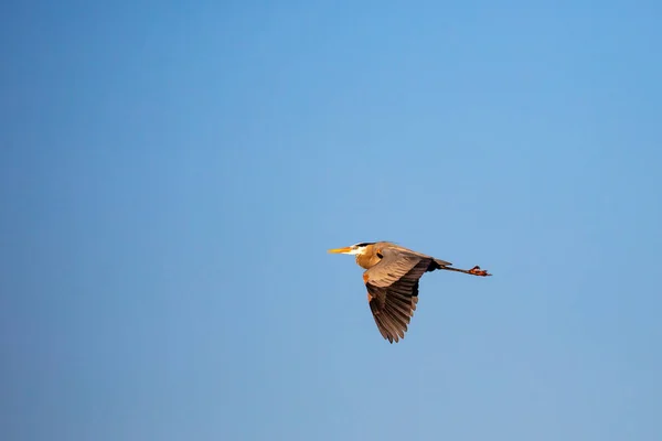 四月在威斯康星州蓝天下飞行的大蓝鹭 Ardea Herodias — 图库照片