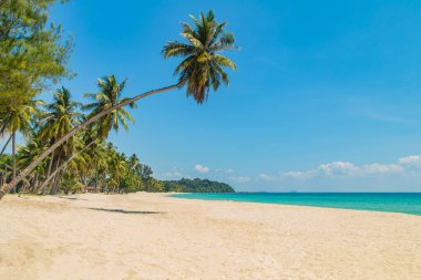 Hindistan cevizi ağacı ya da plajdaki palmiye ağacı ve Chumphon, Tayland 'daki tropik plajlara dokunmuş.