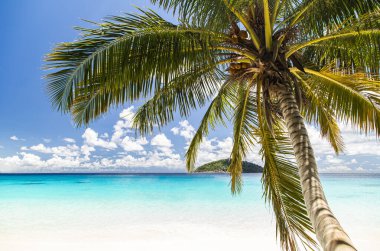 Palmiye ağacı ve mavi gökyüzü olan tropik plaj