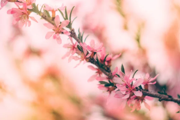 Rosa Blumen Frühlingsblüher Rosa Hintergrund Für Postkarte — Stockfoto