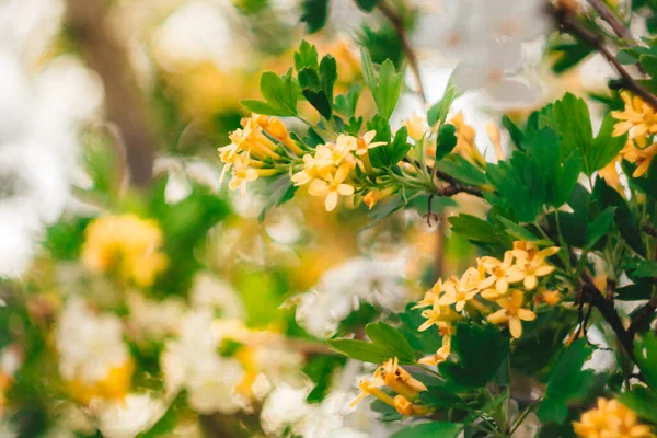 Orangefarbene Blüten Auf Grünem Hintergrund Frühling — Stockfoto