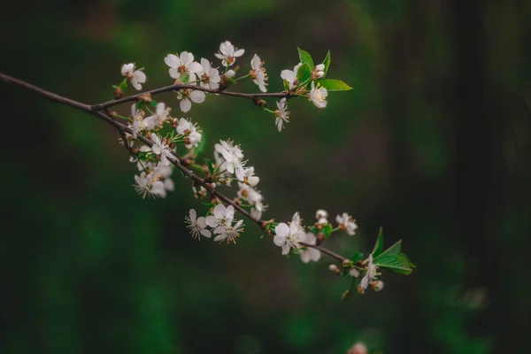 Weiße Kirschblüten Auf Dem Hintergrund Weiße Pflaumenblüten Auf Dem Hintergrund — Stockfoto