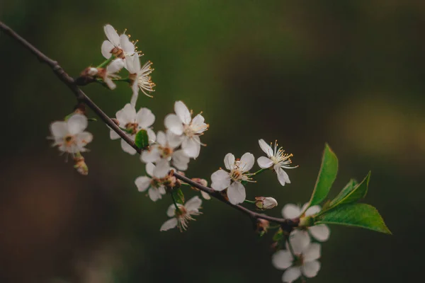 Weiße Kirschblüten Auf Dem Hintergrund Weiße Pflaumenblüten Auf Dem Hintergrund — Stockfoto