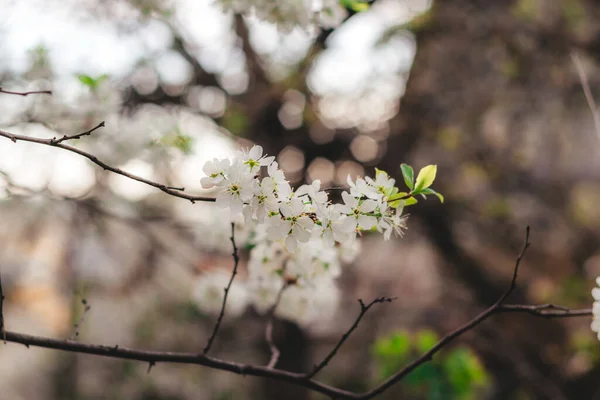 Weiße Kirschblüten Auf Dem Hintergrund Weiße Pflaumenblüten Auf Dem Hintergrund — Stockfoto