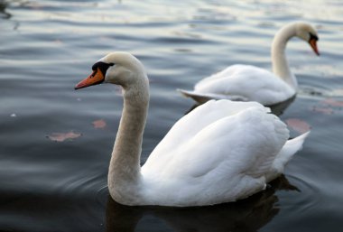 Nehirde yüzen beyaz kuğular