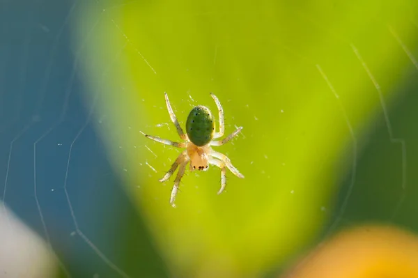 Pequena aranha em uma teia — Fotografia de Stock