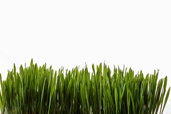 Green shoots of oats on a white background