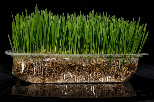 Green shoots of oats in a plastic crust on a black background