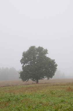 sisli bir alanda yalnız ağaç