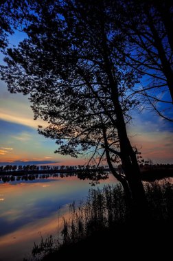 ağaç siluet aracılığıyla güzel gün batımı