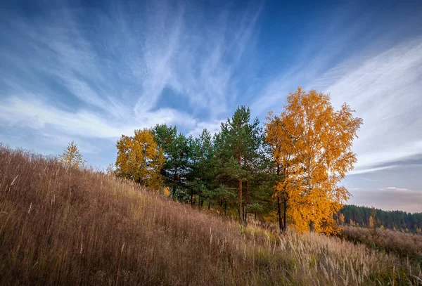 Jesienne drzewa na stoku wzgórza na wschód słońca — Zdjęcie stockowe