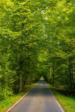 Güzel yolun ortasında yeşil ağaçlar