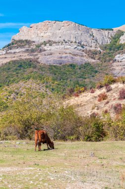 Dağın eteklerinde otlatma inek