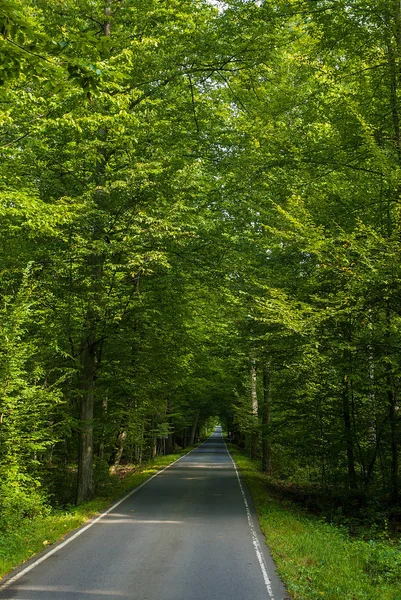 Beautiful road in the middle of green trees