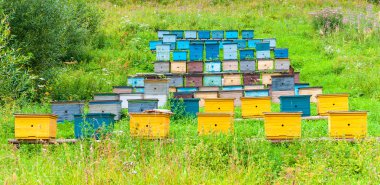 Renkli arı Hives arı kovanı güneşli yaz günü içinde satırları