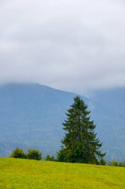 Yaz yalnız çam ve bulutlu gökyüzü dağ manzarası