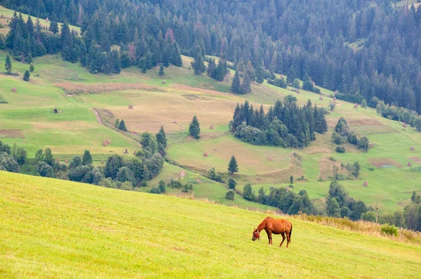 Άλογο που βόσκει σε ένα βοσκότοπους το καλοκαίρι. Οικολογία περιβάλλον — Φωτογραφία Αρχείου