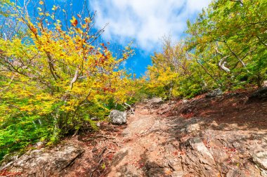 güzel dağ orman baharda