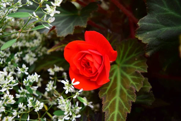 Flor Roja Viva Begonia Grapeleaf —  Fotos de Stock