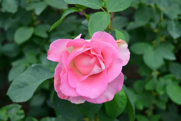 Hermosa Rosa Jardín Rosa —  Fotos de Stock