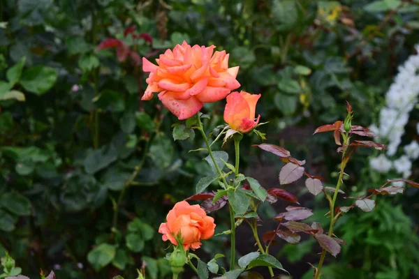 Jardín Rosa Coral Brillante —  Fotos de Stock