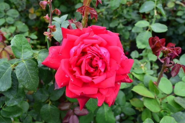 Rosa Roja Brillante Delicado —  Fotos de Stock