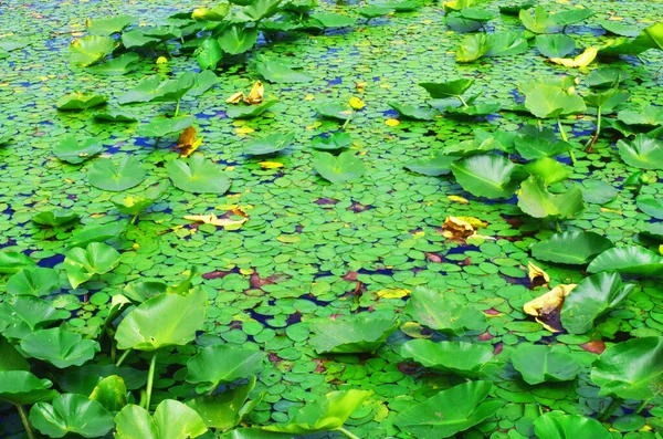 American White Water Lilies Modello Che Mostra Queste Foglie Verdi — Foto Stock