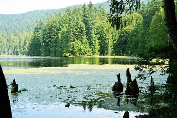 Lago Pântano Cercado Por Árvores Montanhas — Fotografia de Stock