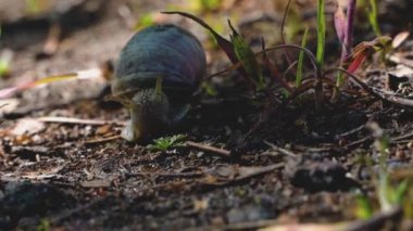 Polonya kırsalında ağır çekimde karahindiba..