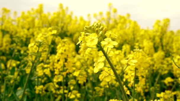 Schöne Gelbe Raps Mit Fliege Auf Den Blumen — Stockvideo