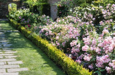 Yaz bahçesinde pembe güller