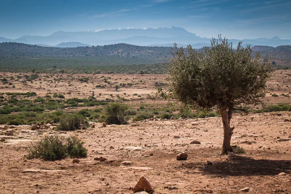 Paisaje con un árbol de argán, Marruecos Imagen De Stock