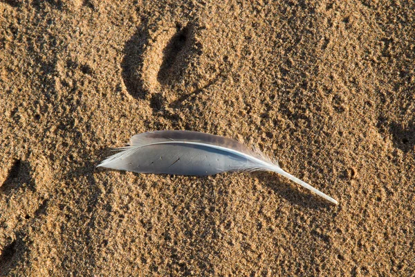 Mewa pióro na piaszczystej plaży — Zdjęcie stockowe