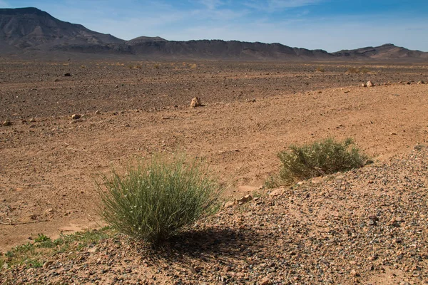 Pustynia Kamienista z krzewów, Maroko — Zdjęcie stockowe