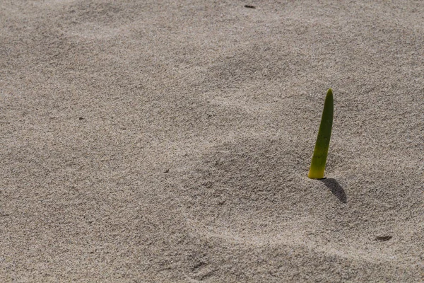 沙中新鲜的小植物 — 图库照片