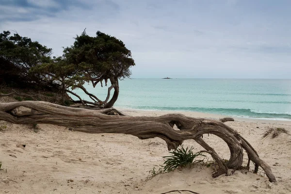 Старое горизонтальное дерево на пляже — стоковое фото
