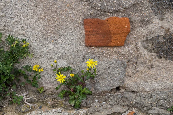 Betongvägg med en orange tegelsten — Stockfoto